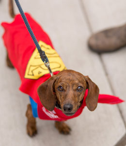15th Annual Wiener Dog & Trike Races